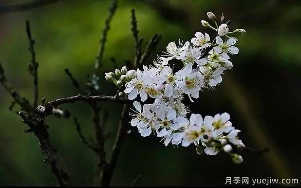 桃花，杏花，櫻花，梨花，李花，海棠花傻傻分不清？(圖22)