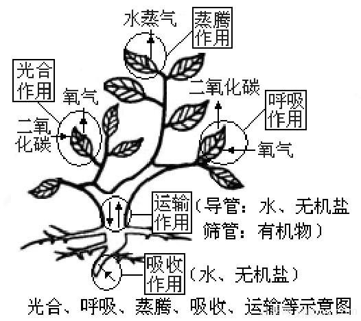 植物體五大作用示意圖(圖1)