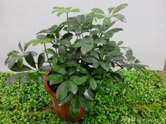 十大吸甲醛植物，你家養(yǎng)過哪幾種？(圖2)