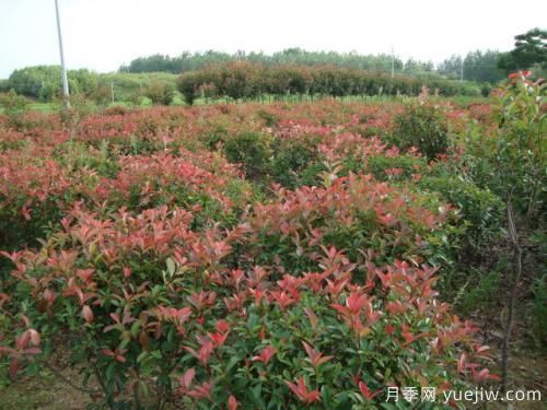 南陽(yáng)紅葉石楠基地的雜草去除技術(shù)方法(圖1)