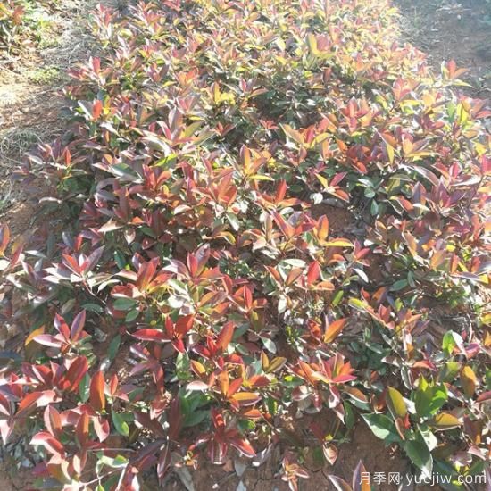 南陽紅葉石楠適合在北方地區(qū)種植嗎？(圖1)