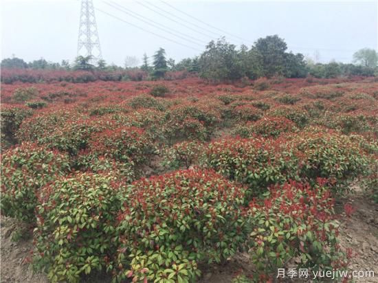 紅葉石楠生長不能一味的通過水分來維持(圖1)