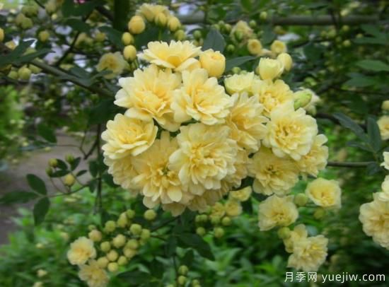 黃木香號(hào)稱開花勞模，耐寒耐熱養(yǎng)護(hù)簡單(圖1)