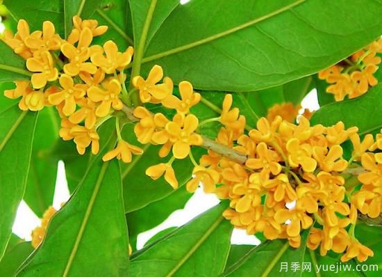 影響桂花樹(shù)開(kāi)花的因素有哪些？(圖1)