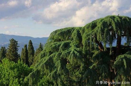 南陽雪松苗圃地苗木凍害的防治措施(圖1)