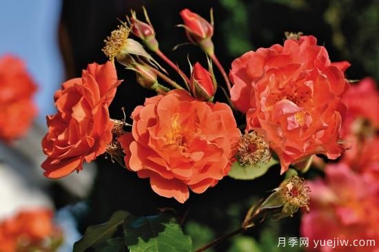 中國本土40個花卉品種介紹，我國是世界花園之母(圖23)