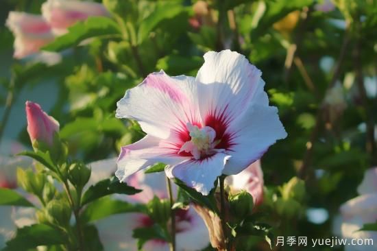 中國本土40個花卉品種介紹，我國是世界花園之母(圖25)