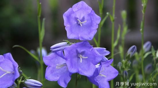 中國本土40個花卉品種介紹，我國是世界花園之母(圖27)