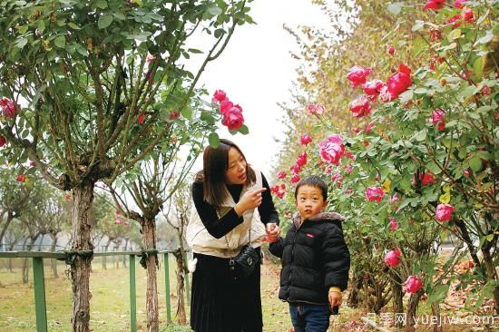 美麗的南陽十一月，月季繽紛季季春(圖3)