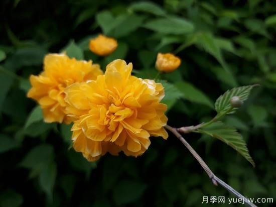 中國本土40個花卉品種介紹，我國是世界花園之母(圖31)