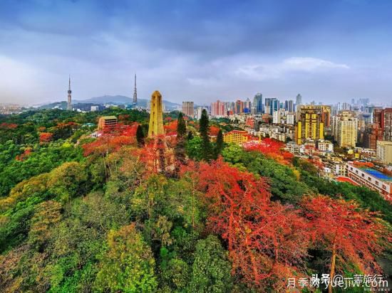 廣州常見花木，花城看花都看什么花(圖1)