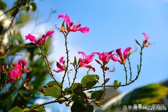 廣州常見花木，花城看花都看什么花(圖2)