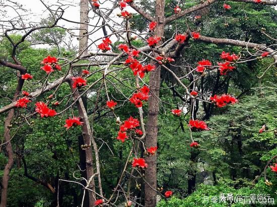 廣州常見花木，花城看花都看什么花(圖3)