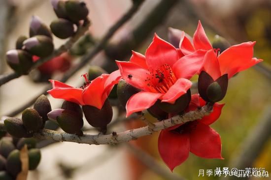 廣州常見花木，花城看花都看什么花(圖4)