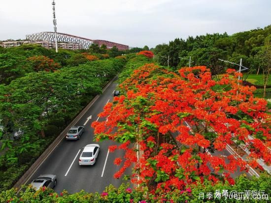 廣州常見花木，花城看花都看什么花(圖6)