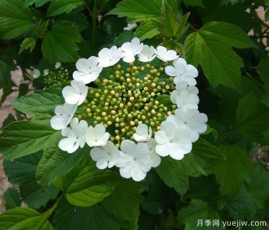 中國本土40個花卉品種介紹，我國是世界花園之母(圖36)