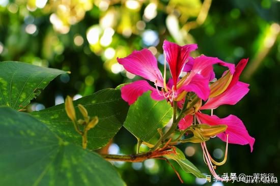 廣州常見花木，花城看花都看什么花(圖7)