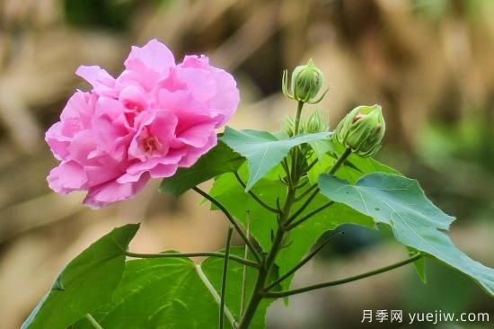 中國本土40個花卉品種介紹，我國是世界花園之母(圖38)