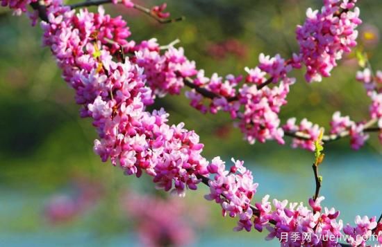 中國本土40個花卉品種介紹，我國是世界花園之母(圖39)