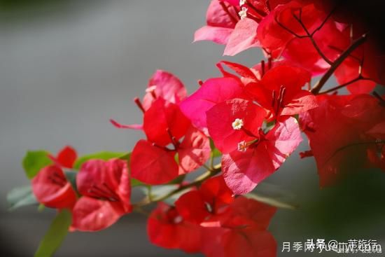 廣州常見花木，花城看花都看什么花(圖11)