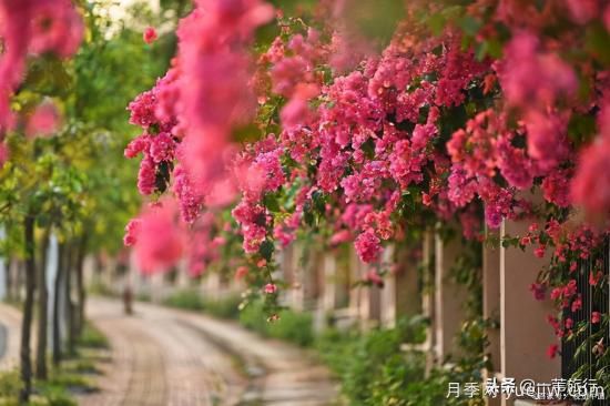 廣州常見花木，花城看花都看什么花(圖12)