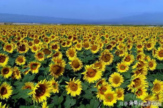 廣州常見花木，花城看花都看什么花(圖14)