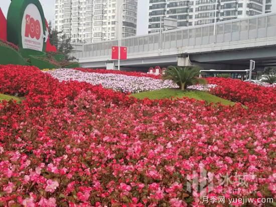 哈爾濱迎國慶60余種花卉爭奇斗妍(圖1)