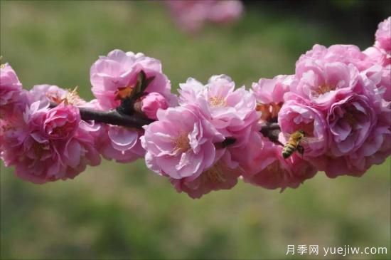 中國本土40個花卉品種介紹，我國是世界花園之母(圖5)