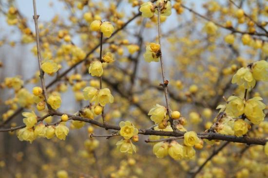 中國本土40個花卉品種介紹，我國是世界花園之母(圖6)