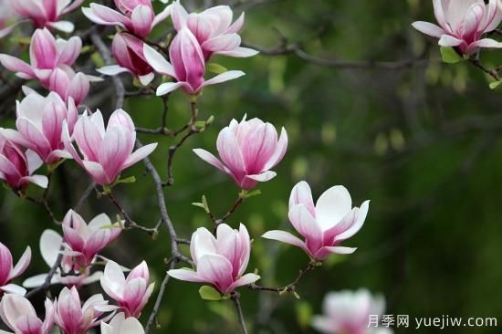 中國本土40個花卉品種介紹，我國是世界花園之母(圖9)