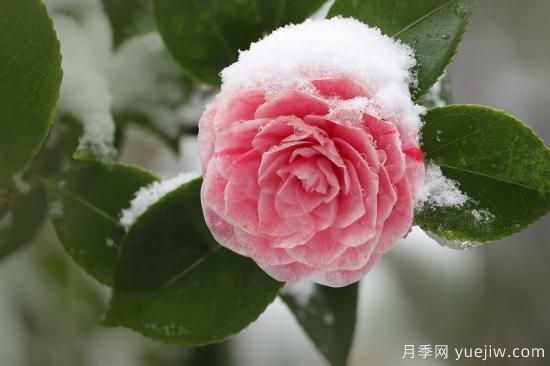 中國本土40個花卉品種介紹，我國是世界花園之母(圖10)