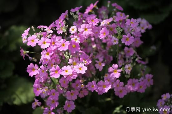 中國本土40個花卉品種介紹，我國是世界花園之母(圖15)