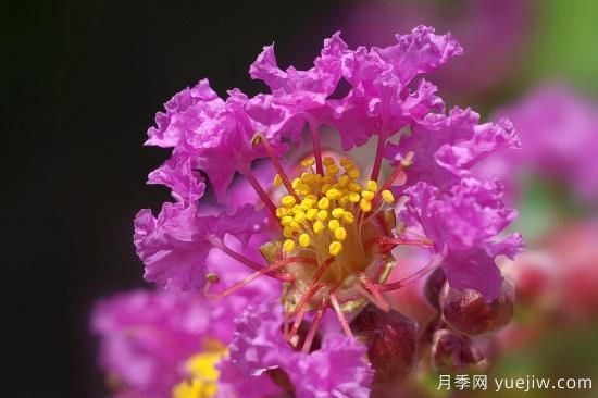 中國本土40個花卉品種介紹，我國是世界花園之母(圖14)