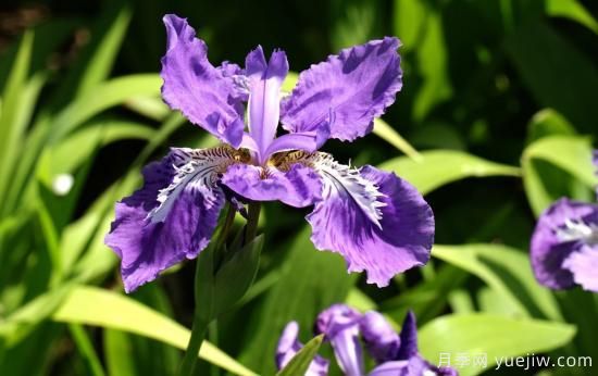 中國本土40個花卉品種介紹，我國是世界花園之母(圖16)