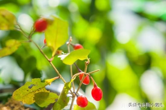 種植哪些藥材前景好？3種中藥材用途廣收益高前景好(圖2)