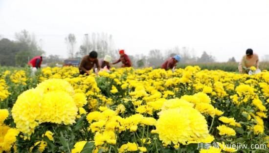 農(nóng)民種植菊花，既能欣賞也能致富發(fā)家(圖2)