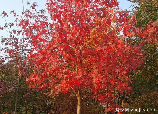 河南11月下半月熱門苗木市場(chǎng)價(jià)格一覽(圖4)