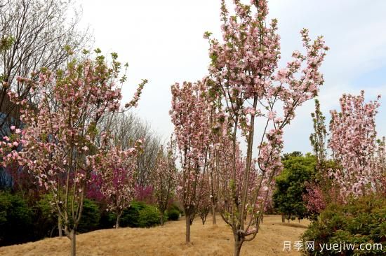 園林綠化樹種海棠的品種和介紹(圖2)