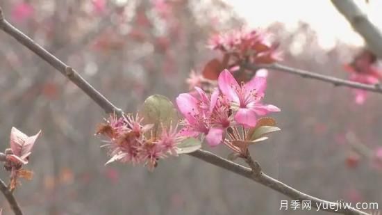 菏澤成武：千畝海棠反季節(jié)開(kāi)花，逆襲深秋成一景(圖1)