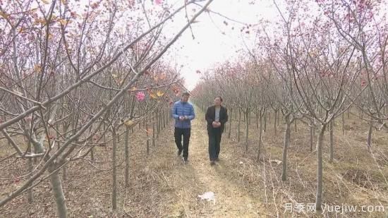 菏澤成武：千畝海棠反季節(jié)開(kāi)花，逆襲深秋成一景(圖2)