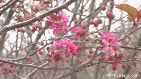 菏澤成武：千畝海棠反季節(jié)開(kāi)花，逆襲深秋成一景(圖3)