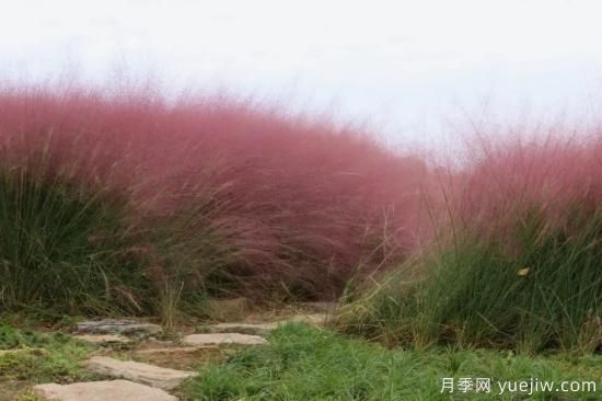 花有花鏡，草有草境！這么美的觀賞草你了解多少(圖4)