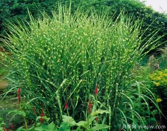 花有花鏡，草有草境！這么美的觀賞草你了解多少(圖9)