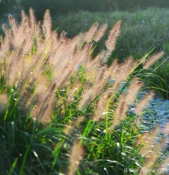 花有花鏡，草有草境！這么美的觀賞草你了解多少(圖19)