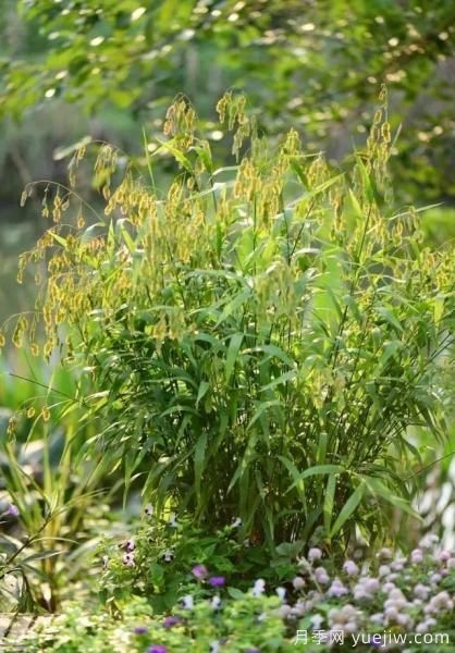 花有花鏡，草有草境！這么美的觀賞草你了解多少(圖25)