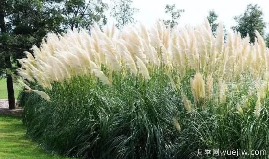 適宜北方種植的14種觀賞草(圖1)