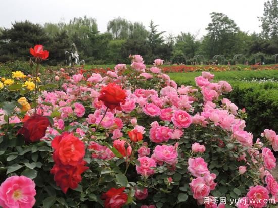 送花得送的“恰到好處”各種花的寓意和象征意義(圖10)