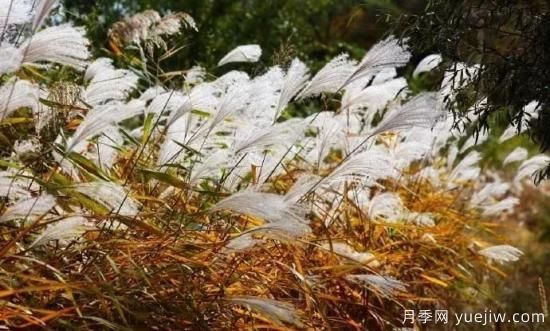 適宜北方種植的14種觀賞草(圖11)