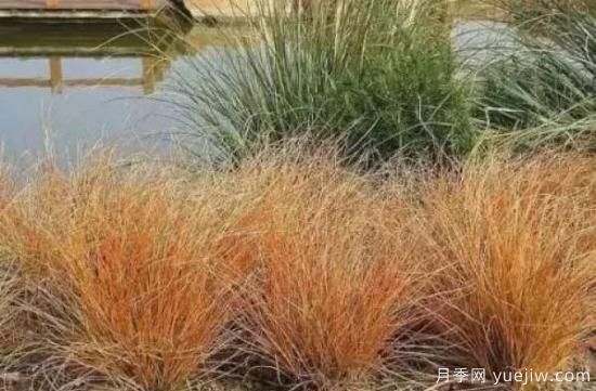 適宜北方種植的14種觀賞草(圖13)