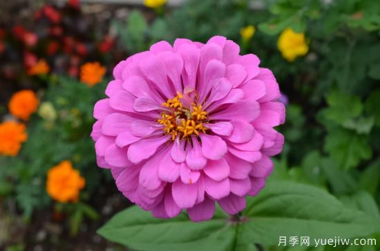 100種常見花卉的栽培大全，送給愛養(yǎng)花的你(圖2)